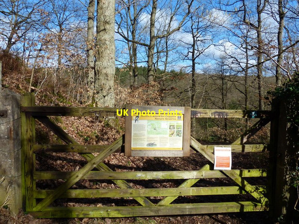 Photo 6"x4" Knowles Coppice Nature Reserve Bewdley\/SO7875 c2017