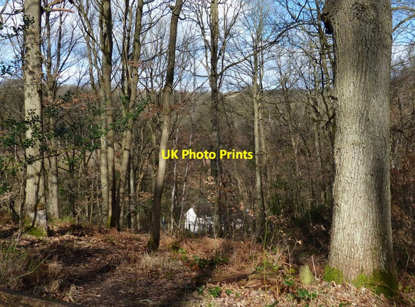 Photo 6"x4" Woodland next to National Cycle Route 45 Buttonoak c2017
