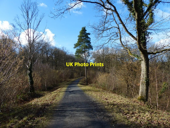 Photo 6"x4" National Cycle Route 45 in the Wyre Forest Buttonoak c2017