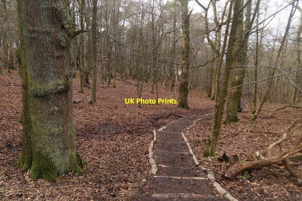 Photo 6"x4" Path in woodland on Alderley Edge Alderley Edge\/SJ8478 c2017