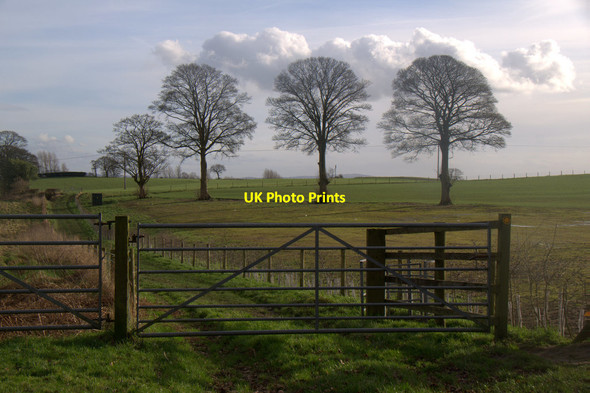 Photo 6"x4" Trees beside Finlow Hill Lane, Over Alderley Alderley Edge\/SJ8478 c2017