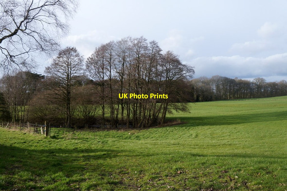 Photo 6"x4" Trees around a small pond in Birtles Lane, near Over Alderley Longmoss c2017