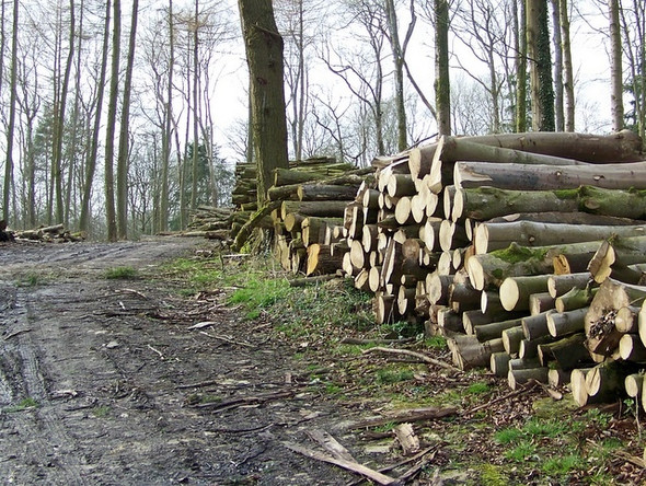 Photo 6"x4" Timber Harvesting Kinghay c2009