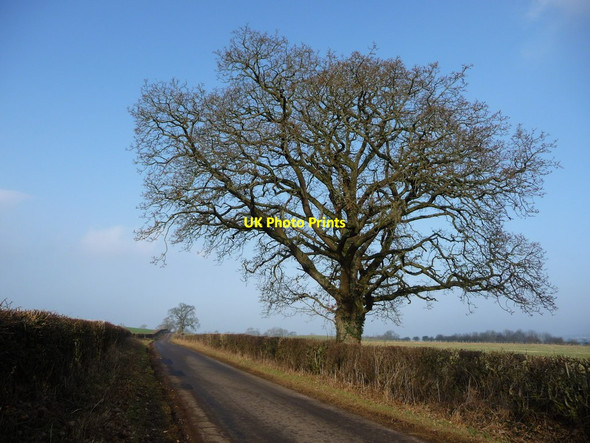 Photo 6"x4" Tree on the road called South End King's Meaburn c2017