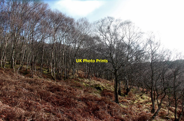 Photo 6"x4" Winter birches on Carn an Tilgidh Largiemore\/NR9486 c2017