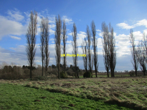 Photo 6"x4" Poplar trees close to Lakeside Parkway Holme\/SE9206 c2017