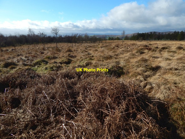 Photo 6"x4" Line of an old boundary Alexandria c2017