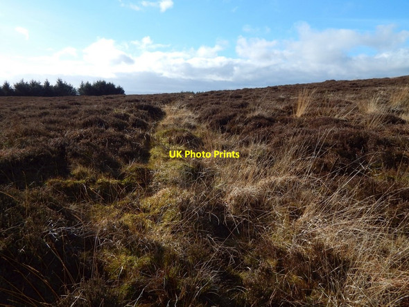 Photo 6"x4" Line of an old boundary Bonhill c2017 P1
