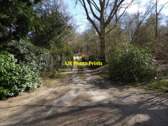 Photo 6"x4" Driveway seen from footpath junction Red House Common c2017