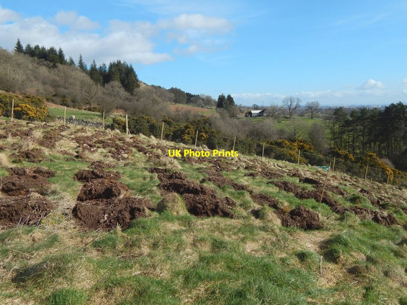 Photo 6"x4" New plantation beside a path Erskine c2017