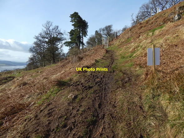 Photo 6"x4" Path entering the woods Old Kilpatrick c2017
