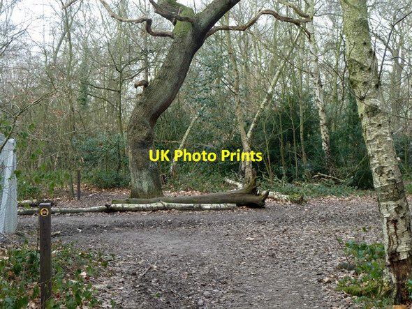Photo 6"x4" Paths in Elmstead Wood Bromley\/TQ4069 c2012