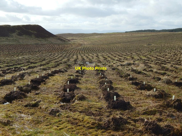 Photo 6"x4" New plantation at Boglairoch Old Kilpatrick c2017