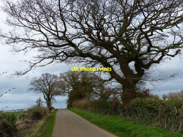 Photo 6"x4" Trees along the lane to Draughton Lamport\/SP7574 c2017