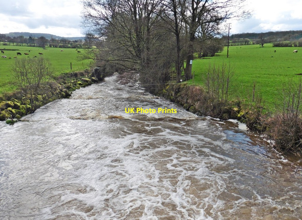Photo 6"x4" River Otter at Langford Bridge Honiton\/ST1600 c2017