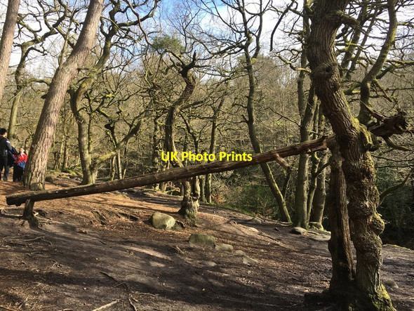 Photo 6"x4" The money tree in Padley Gorge Nether Padley c2017