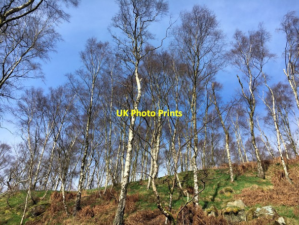 Photo 6"x4" Silver birch trees in Bole Hill Quarry Upper Padley c2017