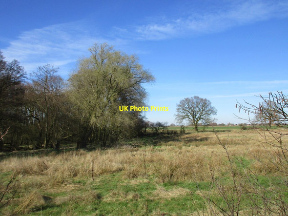 Photo 6"x4" Woodland on the edge Thorganby\/SE6941 c2017