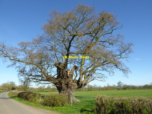 Photo 6"x4" Mature oak tree Chaceley Hole c2017