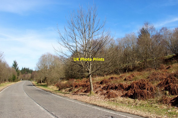 Photo 6"x4" Regeneration of natural woodland by the roadside above Coulport Ardpeaton c2017