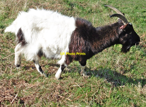 Photo 6"x4" Grazing goat at the Valley of the Rocks Lynton c2017