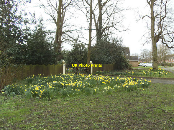 Photo 6"x4" Daffodils outside Offley House Sandbach c2017
