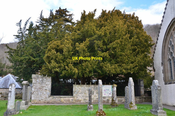 Photo 6"x4" Fortingall Yew and church Fortingall c2017