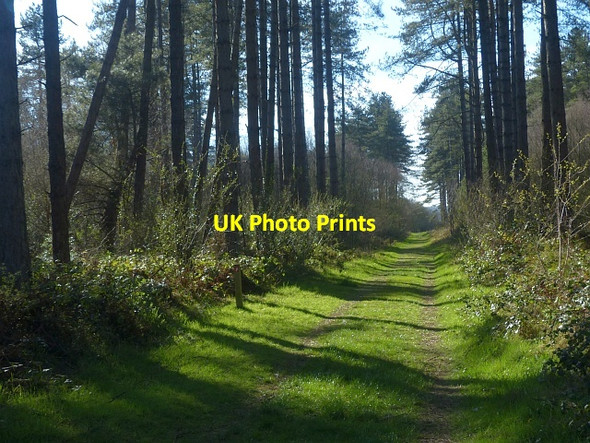 Photo 6"x4" A straight track through the forest, Llyn Parc Mawr, Newborough Malltraeth c2017
