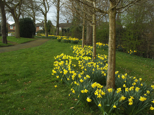 Photo 6"x4" Sandbach Cemetery: daffodils Sandbach c2017