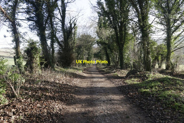 Photo 6"x4" Back down the Path Westridge Green c2017
