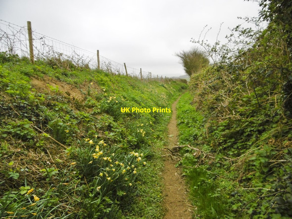 Photo 6"x4" Symondsbury, wild daffodils Moorbath c2017