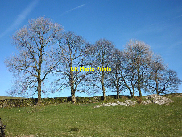Photo 6"x4" Ash trees by a wall Cowen Head c2017