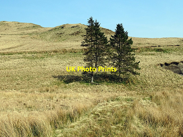 Photo 6"x4" A couple of fine trees by Anglers' Retreat New Pool\/SN7492 c2017
