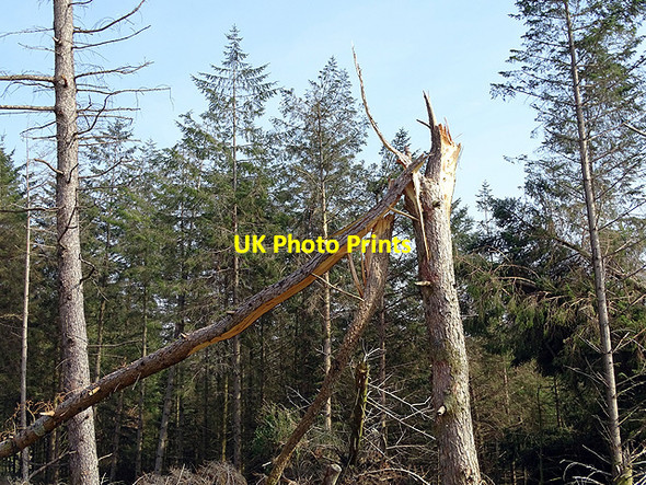Photo 6"x4" Broken tree on the path to Anglers' Retreat New Pool\/SN7492 c2017