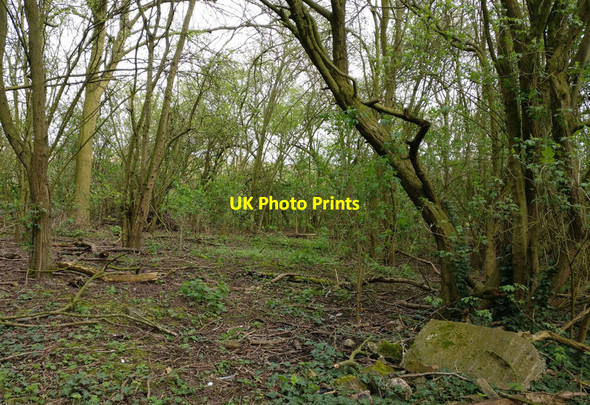Photo 6"x4" Small patch of woodland near the River Biam Aylestone c2017