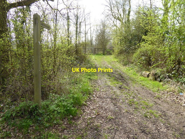 Photo 6"x4" Footpath goes west from Rusper Road Clark's Green c2017