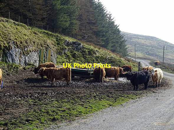 Photo 6"x4" Highland cattle around a feeding station on the Ponterwyd to Nant-y-moch road Y Garn\/SN7785 c2017