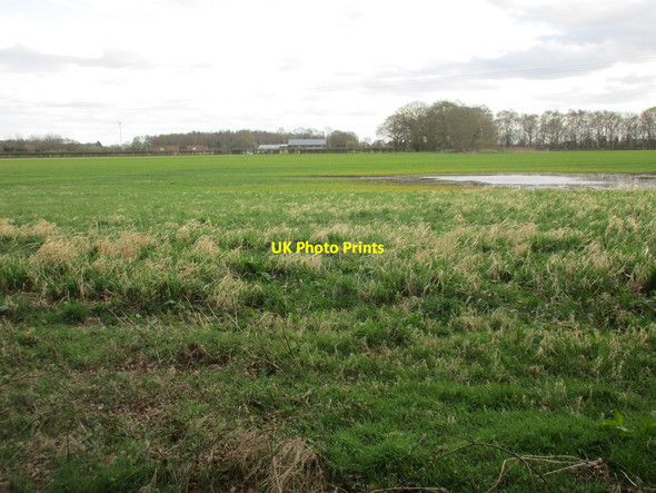 Photo 6"x4" Ox Gangs Osgodby Common c2017