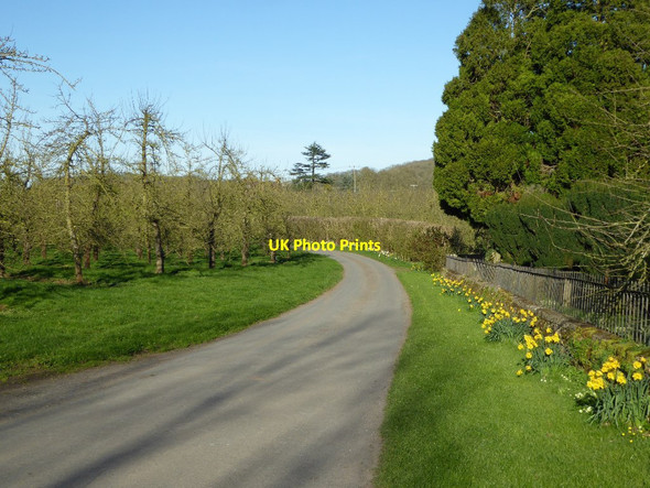 Photo 6"x4" Country road near Corse church Corse\/SO7826 c2017