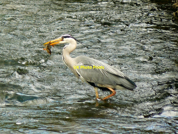 Photo 6"x4" Heron, Town Bridge, Cricklade (2) Cricklade c2017