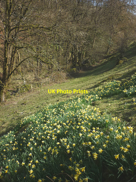 Photo 6"x4" Wild daffodils Cowen Head c2017