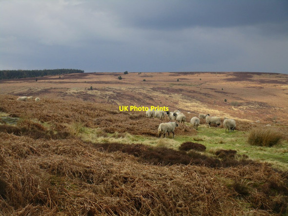 Photo 6"x4" Sheep on Wheeldale Moor Hazel Head\/SE8099 c2017