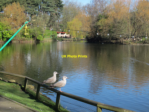 Photo 6"x4" Pair of gulls in Peasholm Park Scarborough\/TA0388 c2017