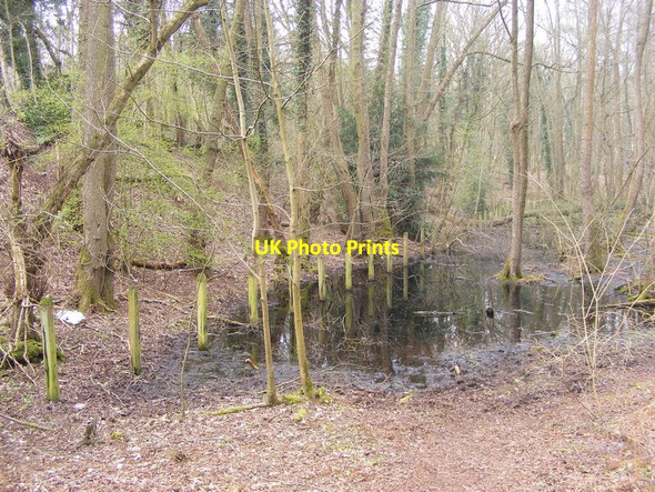 Photo 6"x4" Himley Swamp Himley c2017