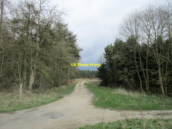 Photo 6"x4" Woodland track near Rawcliffe House Farm Stape c2017