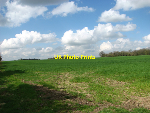 Photo 6"x4" Wheat crop field at Bunn's Hill Fritton\/TM2292 c2017