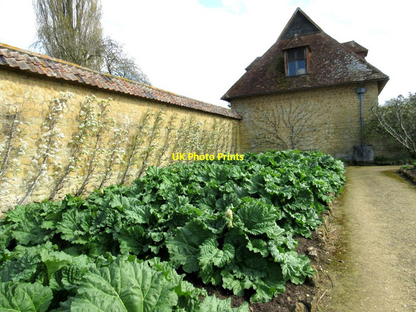 Photo 6"x4" Rhubarb crop at Barrington Court Barrington\/ST3818 c2017