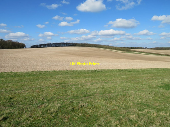 Photo 6"x4" Shelter belts on the North Hampshire Downs Litchfield c2017