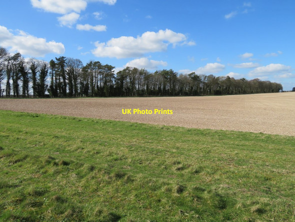 Photo 6"x4" Shelter belt on the North Hampshire Downs Litchfield c2017