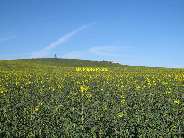 Photo 6"x4" Rape crop Newby\/TA0190 c2017